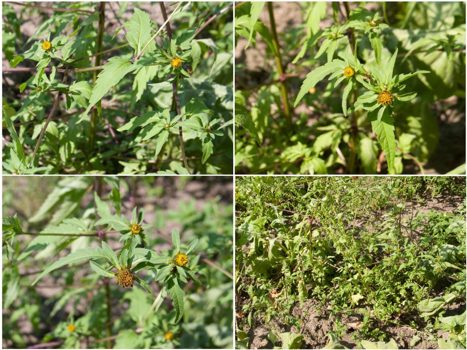plant met gele bloem in bietenveld